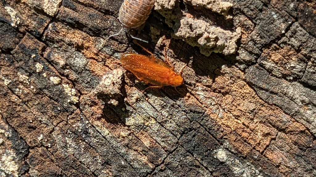 North American Wood Cockroaches from Kelleys Island, OH 43438, USA on