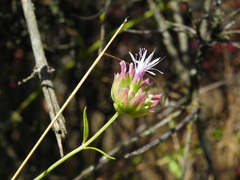 Monardella viminea