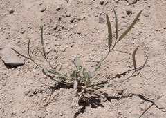 Boechera platysperma