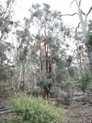 Eucalyptus wandoo