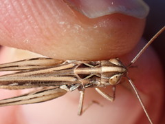 Omocestus petraeus
