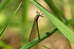Argia fumipennis