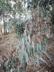 Eucalyptus wandoo