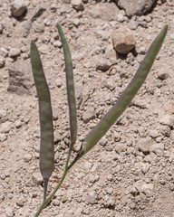 Boechera platysperma