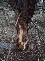 Eucalyptus wandoo