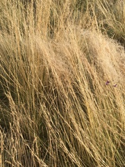 Stipa lessingiana
