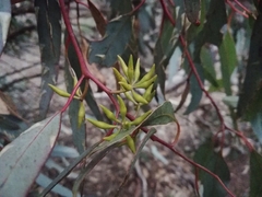 Eucalyptus wandoo