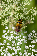 Epistrophe grossulariae