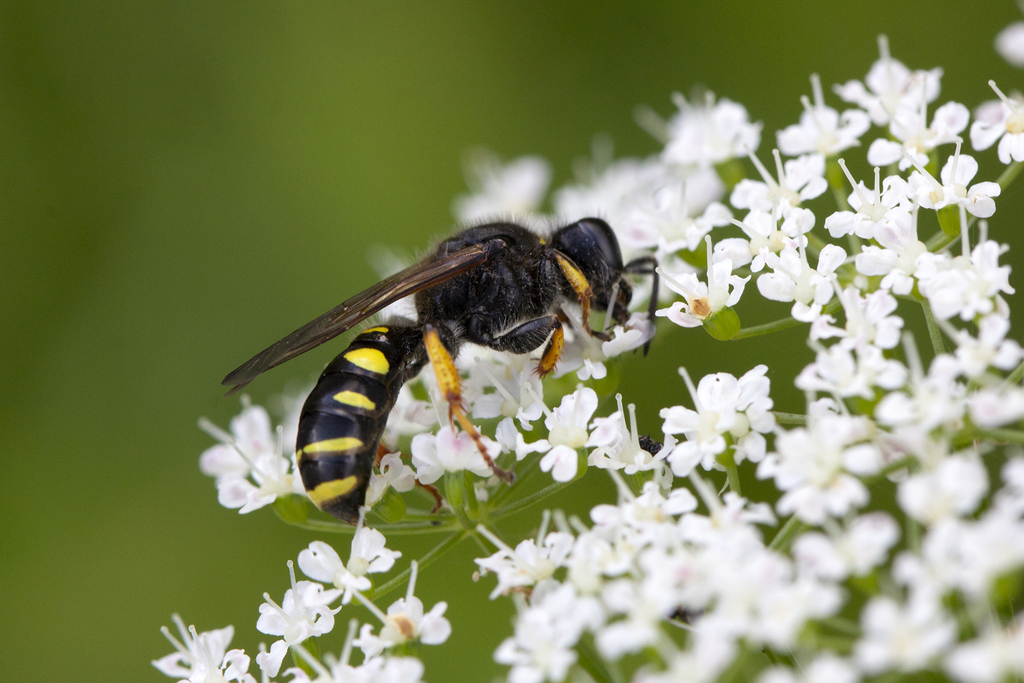crabronina-from-9690-fjerritslev-danmark-on-june-28-2022-at-10-43-am