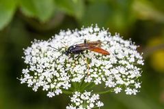 Amblyjoppa fuscipennis