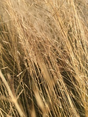 Stipa lessingiana