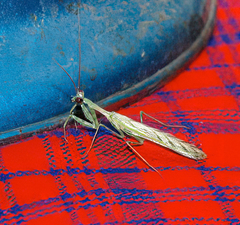 Miomantis binotata