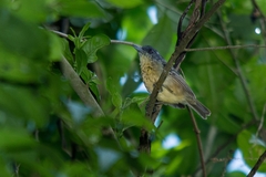 Dysithamnus stictothorax