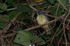 Dysithamnus stictothorax