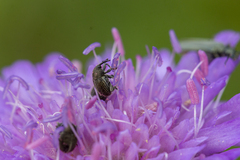 Cleopomiarus graminis