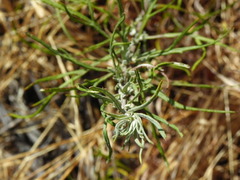 Artemisia palmeri
