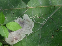 Calycomyza flavinotum