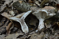 Russula anthracina