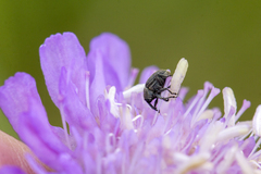 Cleopomiarus graminis
