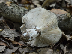 Russula anthracina