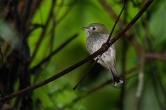 Hemitriccus furcatus