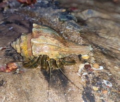 Clibanarius longitarsus