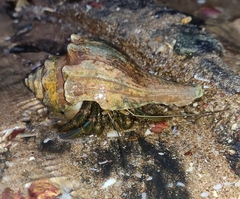 Clibanarius longitarsus