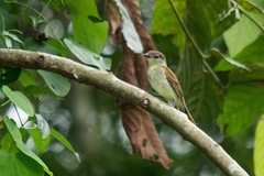 Pachyramphus marginatus