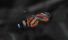 Hypothyris ninonia daeta