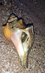 Clibanarius longitarsus