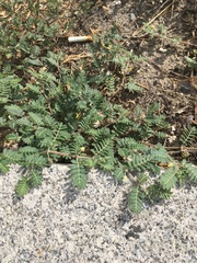 Tribulus terrestris