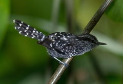 Scaled Antbird photo 5