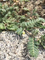 Tribulus terrestris