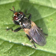 Thecophora propinqua