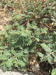 Tribulus terrestris