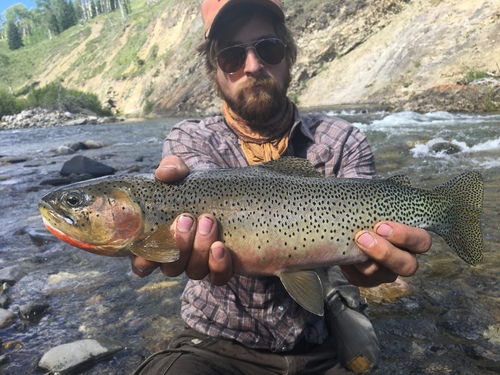 Westslope Cutthroat Trout