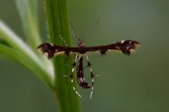 Geina tenuidactylus