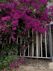Bougainvillea
