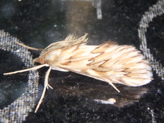 Cynaeda dentalis