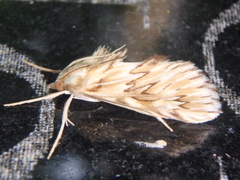 Cynaeda dentalis