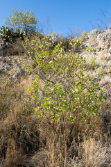 Senegalia crassifolia