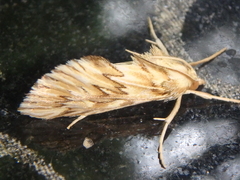 Cynaeda dentalis