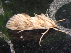 Cynaeda dentalis