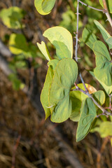 Senegalia crassifolia