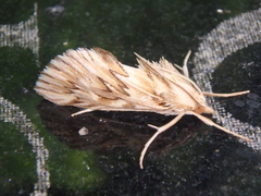 Cynaeda dentalis