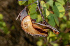 Senegalia crassifolia