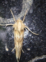Cynaeda dentalis