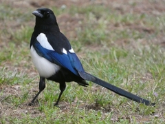 Pica pica melanotos