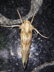 Cynaeda dentalis