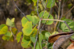 Senegalia crassifolia